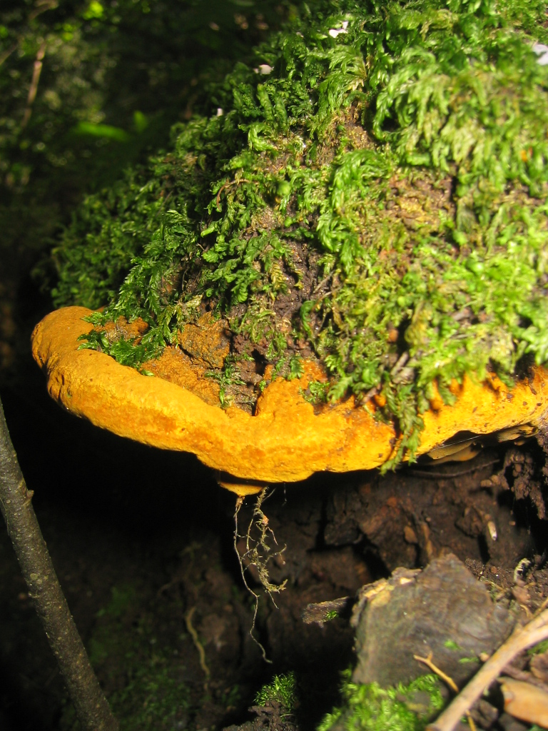 Funghi da determinare (Phellinus torulosus)